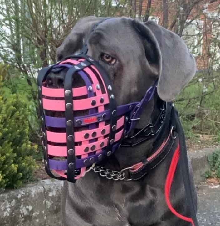 Biothane muzzle discount