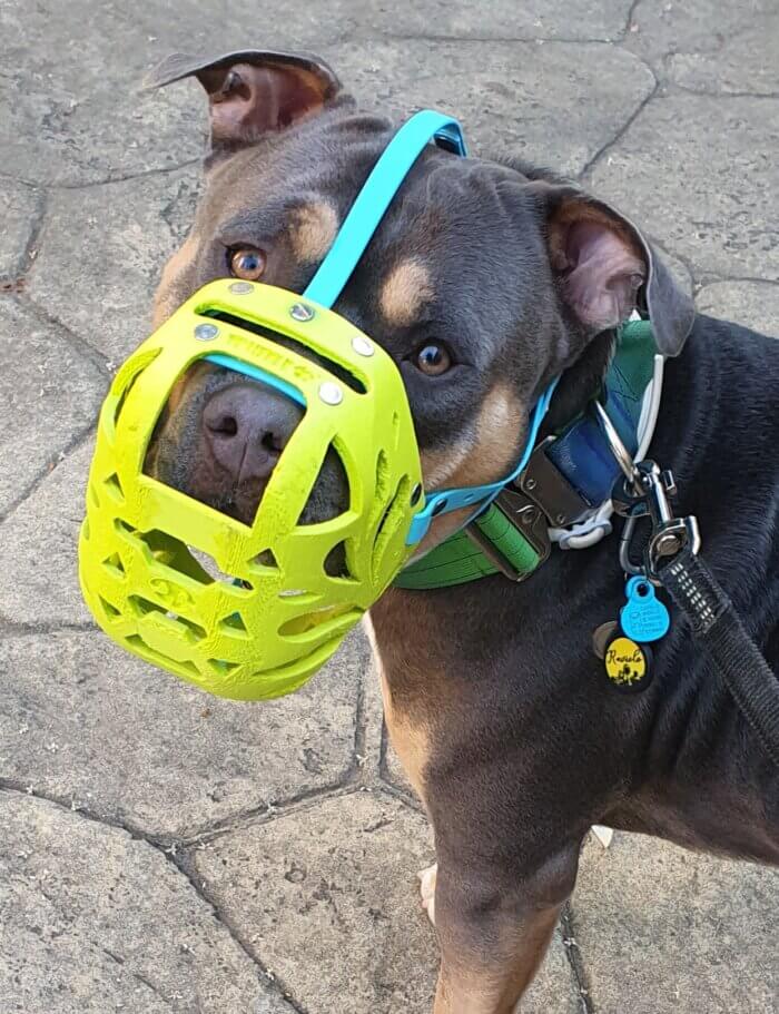 Green Grass TPU Custom Muzzle