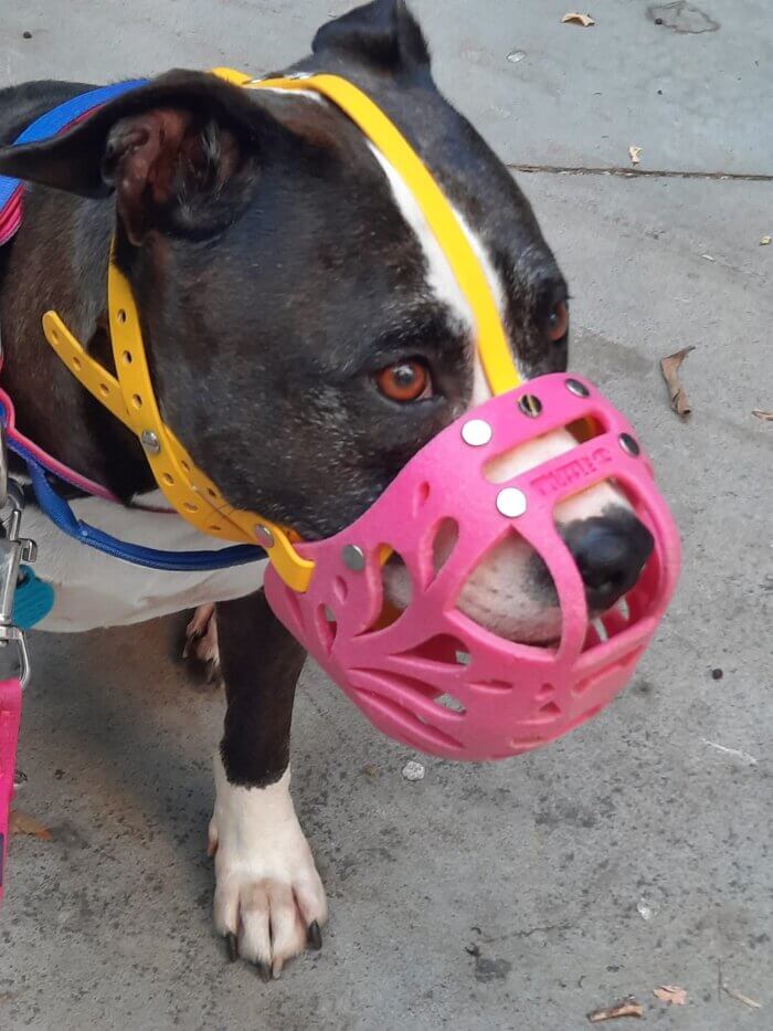 Bright Pink TPU Custom Muzzle