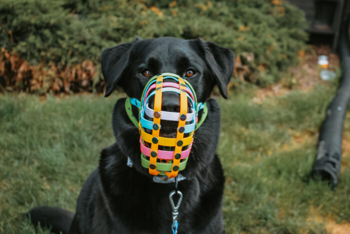 Bodie